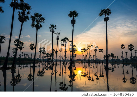 Silhouette sugar palm farm ladnscape at sunrise, Pathum Thani 104990480