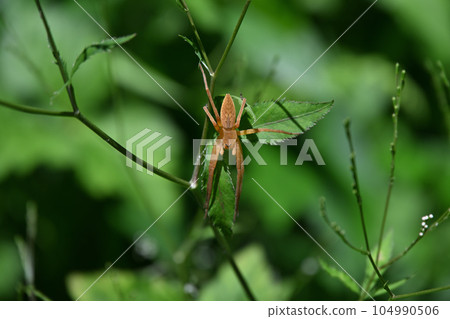 Ilo-billed spider Ilo-billed spider 104990506