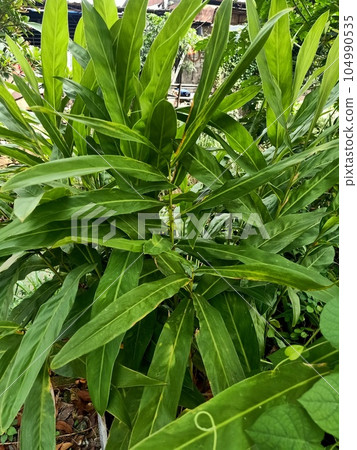 Close up of white ginger lily plant  104990535