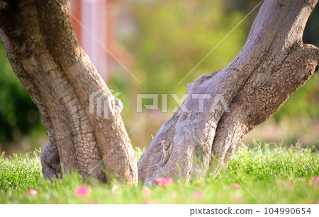 Big tree growing in green lash grass. Agriculture and gardening 104990654
