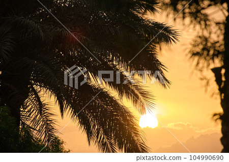 Beautiful green coconut palm trees on tropical beach against evening sky. Summer vacation concept Beautiful green coconut palm trees on tropical beach against evening sky. Summer vacation concept 104990690