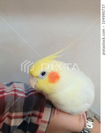 A relaxing cockatiel on your arm A relaxing cockatiel on your arm 104990737