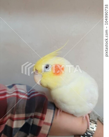A relaxing cockatiel on your arm A relaxing cockatiel on your arm 104990738