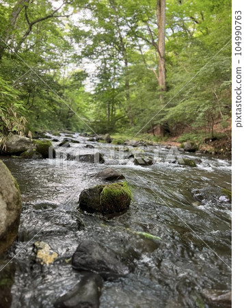 A river flowing through the forest 104990763