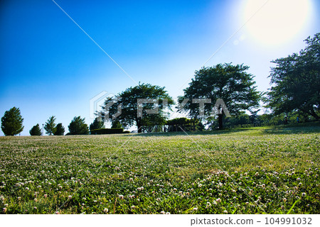 從白三葉草花園仰望天空 從白三葉草花園仰望天空 104991032
