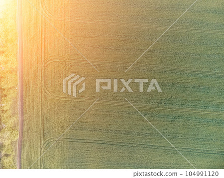 Aerial view on green wheat field in countryside. Field of wheat blowing in the wind on sunset. Young and green Spikelets. Ears of barley crop in nature. Agronomy, industry and food production. 104991120