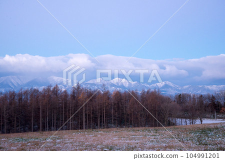 落葉松森林和雪山 落葉松森林和雪山 104991201