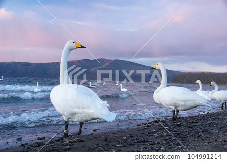 swan turning around swan turning around 104991214
