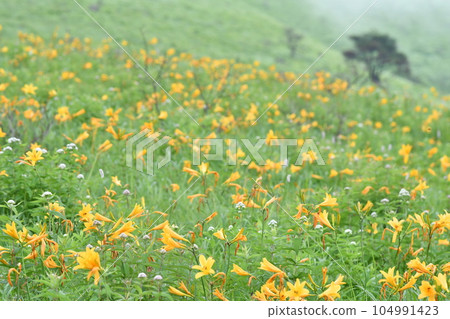 長野縣的Nikko Kisuge Kagamine Peak Plateau 104991423