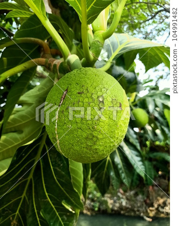 Close up of breadfruit plant  104991482