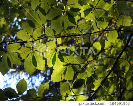 Leaves backlit of sun light in the forest 104991903