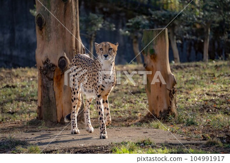 悠閒行走的獵豹 104991917