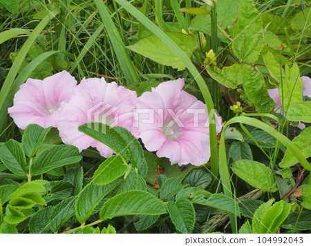小清水源生花園旋花 小清水源生花園旋花 104992043