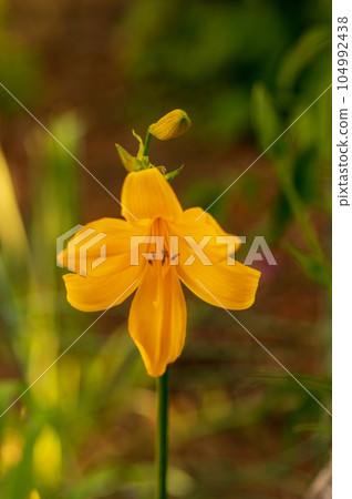 Ezokisuge flower 104992438