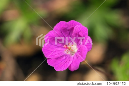 當蝦夷風開花時 104992452