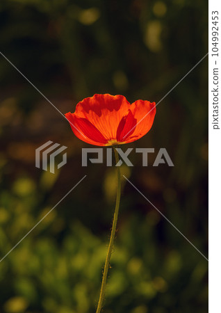 閃閃發紅 104992453