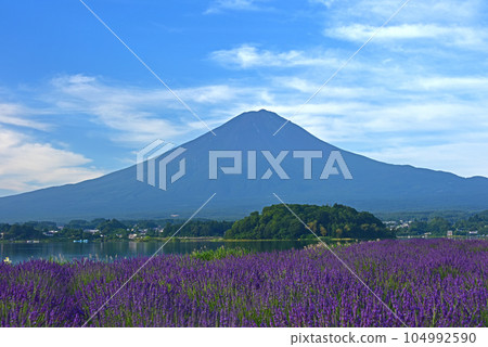 Yamanashi Prefecture Lake Kawaguchi Oishi Park Mount Fuji and Lavender 104992590