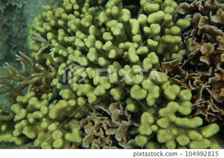 The sea of Okinawa The sea of Okinawa 104992815