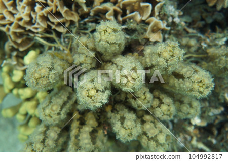 The sea of Okinawa The sea of Okinawa 104992817
