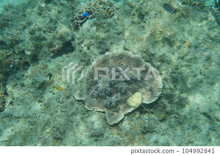 The sea of Okinawa The sea of Okinawa 104992841