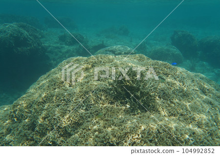 沖繩海 104992852