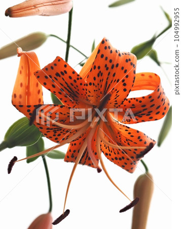 Flower of Onigari Flower of Onigari 104992955