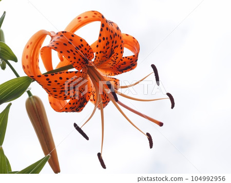 Flower of Onigari Flower of Onigari 104992956