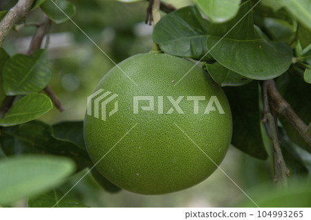 Green Pomelo (Citrus grandis) Pomelos are the most prominent fruits oranges  hanging on the tree branch 104993265