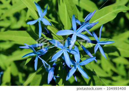 星形藍瓣丁香草 星形藍瓣丁香草 104993400