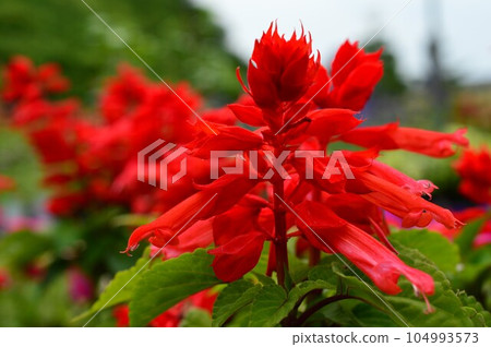 Red Moth (Scarlet Grass) Salvia splendens Red Moth (Scarlet Grass) Salvia splendens 104993573