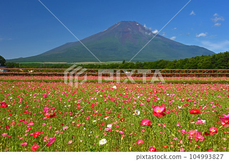 Yamanashi Prefecture Hana no Miyako Park Mount Fuji and poppies Yamanashi Prefecture Hana no Miyako Park Mount Fuji and poppies 104993827