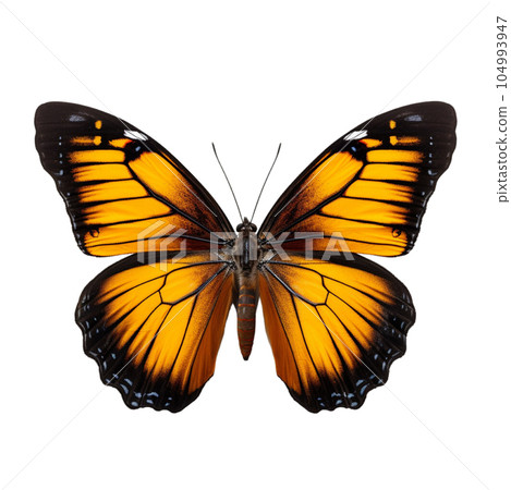 Colored butterfly isolated on white clip art Colored butterfly isolated on white clip art 104993947