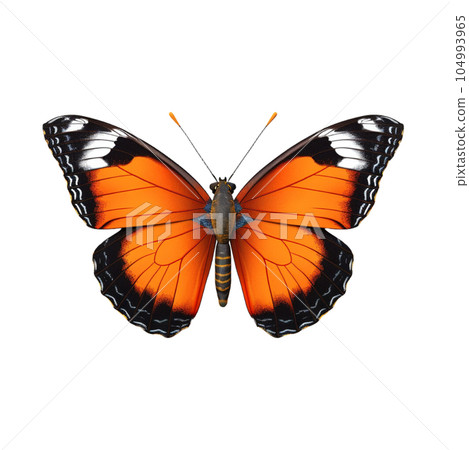 Colored butterfly isolated on white clip art 104993965
