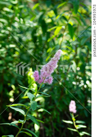 Cluster of flowers of Hozakimotsuke 104993978