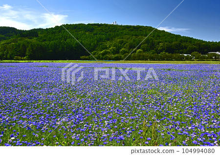 Yamanashi Prefecture Hana no Miyako Park Flower Chrysanthemum Yamanashi Prefecture Hana no Miyako Park Flower Chrysanthemum 104994080