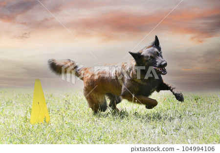 training of belgian shepherd training of belgian shepherd 104994106