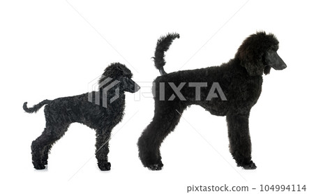 standard poodles in studio standard poodles in studio 104994114