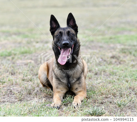 training of belgian shepherd 104994115