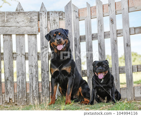 rottweiler and staffordshire bull terrier in nature 104994116