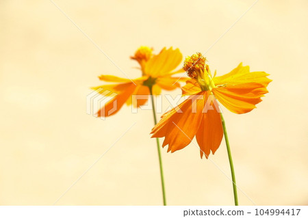 Autumn flowers, orange cosmos stand out Flower (August) yellow cosmos (yellow cosmos) 21H3.2 104994417