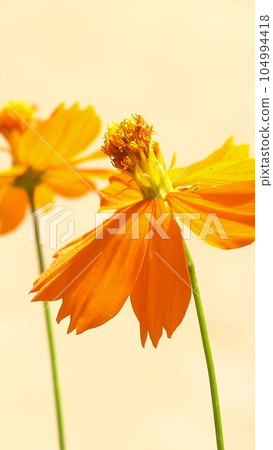 Autumn flowers, orange cosmos stand out Flower (August) yellow cosmos (yellow cosmos) 21V9.16 Autumn flowers, orange cosmos stand out Flower (August) yellow cosmos (yellow cosmos) 21V9.16 104994418