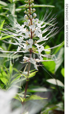 White cat's whiskers that bloom in autumn (August) Cat's whiskers (nekonohige) 07V9.16 104994420