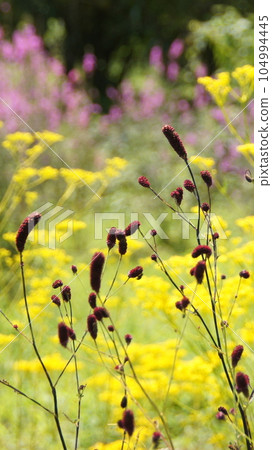 果狀暗紅色花花（八月） 燃燒藤 15V9.16 104994445