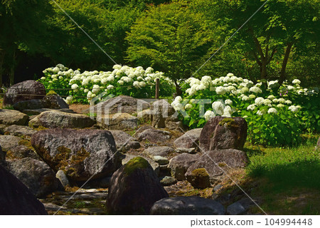山梨縣花宮湖公園盛開的安娜貝爾 山梨縣花宮湖公園盛開的安娜貝爾 104994448