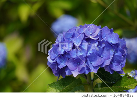 Blue hydrangea Blue hydrangea 104994852