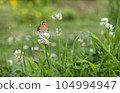 Lycaenidae perched on a white clover 104994947