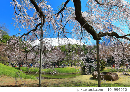 [東京] 晴朗的小石川後樂園櫻花盛開 104994950