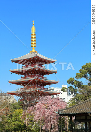 [Tokyo] The five-storied pagoda of Sensoji Temple in fine weather and the cherry blossoms in full bloom 104994955