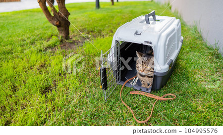 Calm confident gray tabby cat lies in a carrier on green grass outdoors.  104995576
