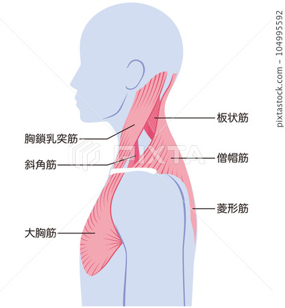 Neck muscle structure name Neck muscle structure name 104995592